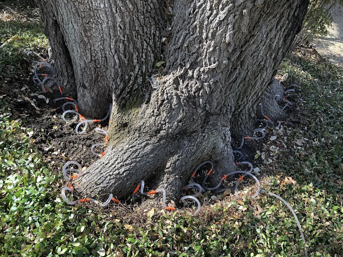 Detailed Tree Cabling and Bracing job site in Pyote