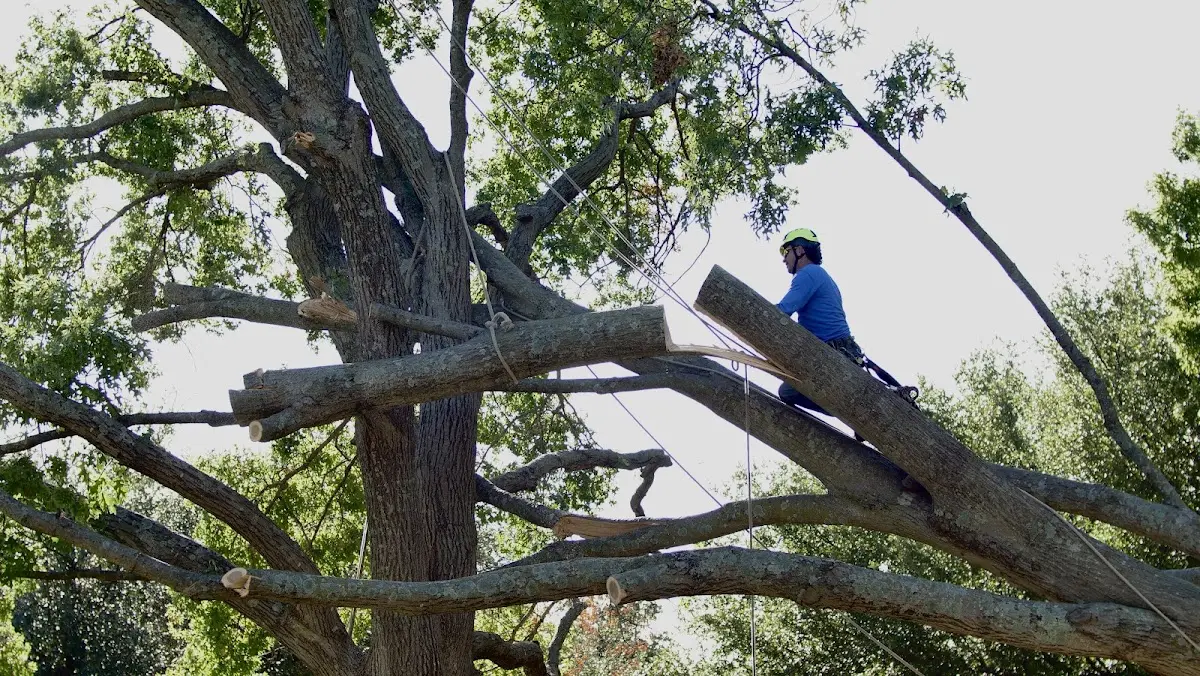 Professional Crown Thinning performed by certified arborists in Pyote