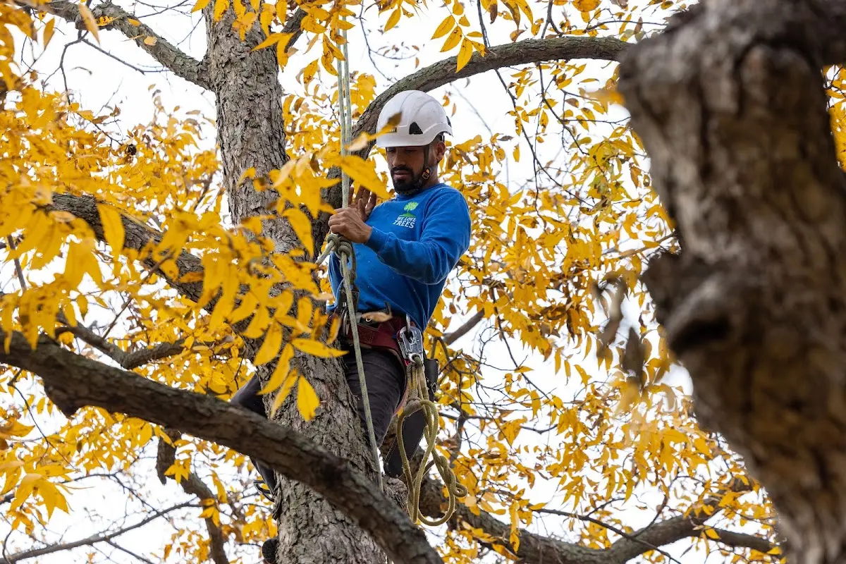 Skilled Storm Damage Cleanup crew working in Pyote